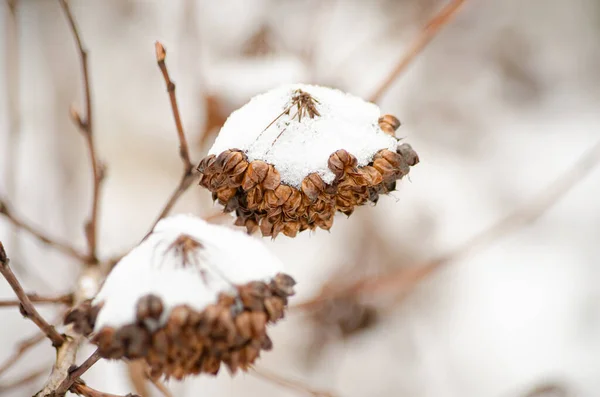 Dekorativa Buskar Var Täckta Med Snö — Stockfoto