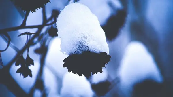 Decorative Shrubs Covered Snow Blue Background — Stockfoto