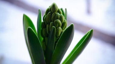 Güzel çiçek açan sümbül (Hyacinthus) yakın plan