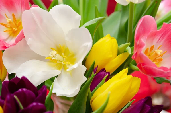 beautiful flowers yellow white and purple tulips