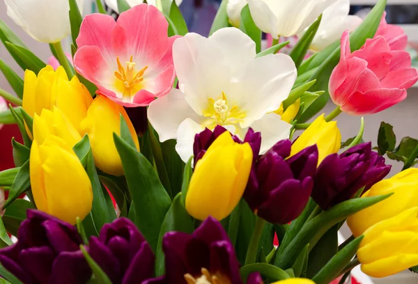 beautiful flowers yellow white and purple tulips