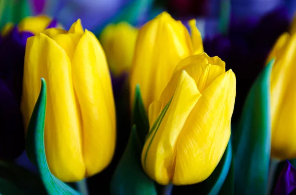 beautiful flowers yellow white and purple tulips