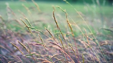 Yaz otları akşam güneşinde