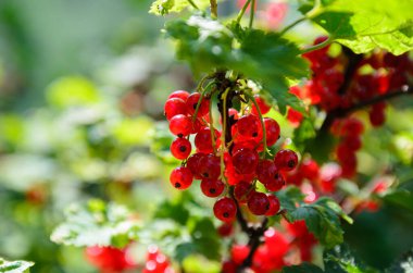Olgun kırmızı frenk üzümü çalılarda asılı.