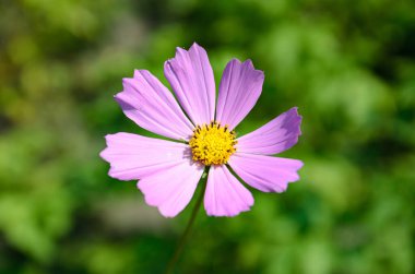 Doğada büyüyen yaz bitkileri