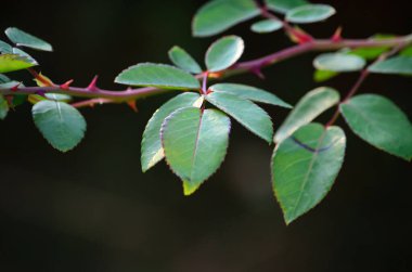 Doğada büyüyen yaz bitkileri