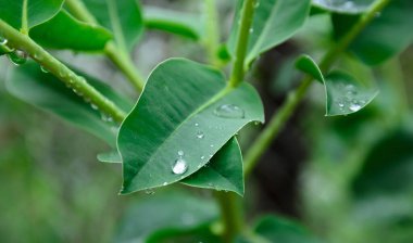 Bitki yaprakları yağmurdan sonra yakın plan