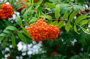 Bir dalda parlak rowan üzümleri