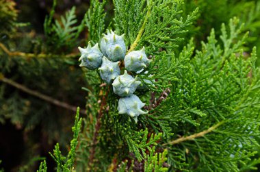 Çavuşların genç yeşil meyveleri