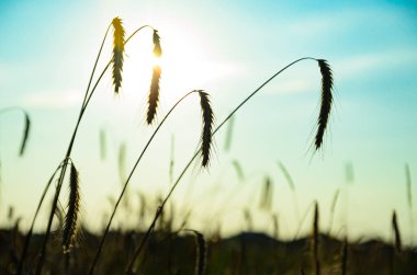 Rüzgarda çavdar ve kuru ot