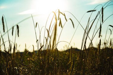 Rüzgarda çavdar ve kuru ot