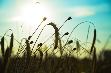 Rüzgarda çavdar ve kuru ot