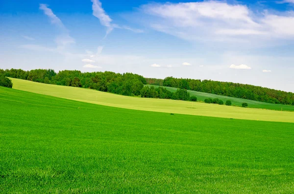 endless green fields bathed in the summer sun