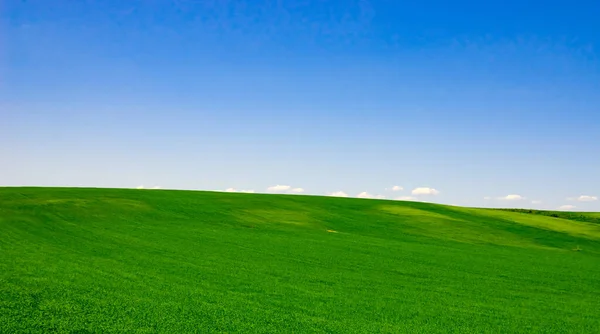 endless green fields bathed in the summer sun