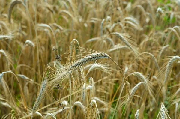 Espigas Maduras Centeno Campo —  Fotos de Stock