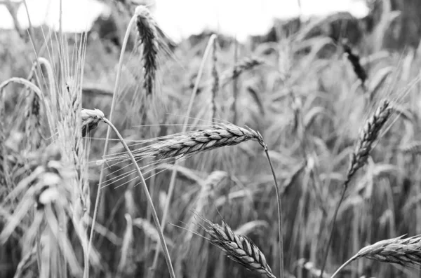 Espigas Maduras Centeno Campo —  Fotos de Stock