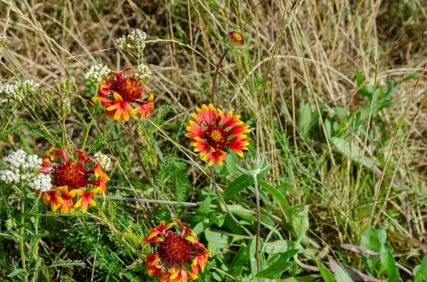 Wild Summer Herbs Flowers — Stock Photo, Image