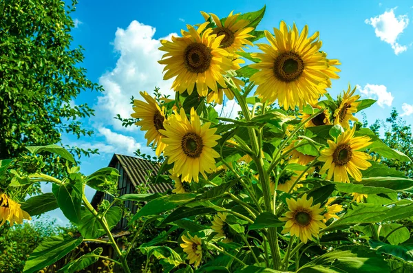 Sunflower Flowers Garden Rays Summer Sun — Stock Photo, Image