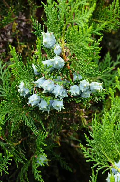 Fiatal Zöld Gyümölcsök Thuja Közelkép — Stock Fotó