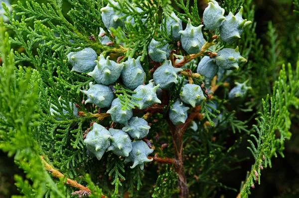 Young Green Fruits Thuja Close — Stock Photo, Image