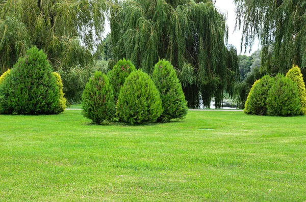 beautiful landscape trees on the summer lawn