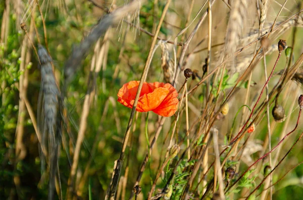 Épis Seigle Herbe Sèche Dans Vent — Photo