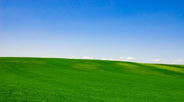 夏の太陽の光に照らされた無限の緑の畑 ストックフォト