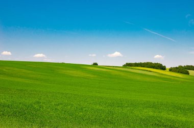Sonsuz yeşil tarlalar yaz güneşinde yıkandı.