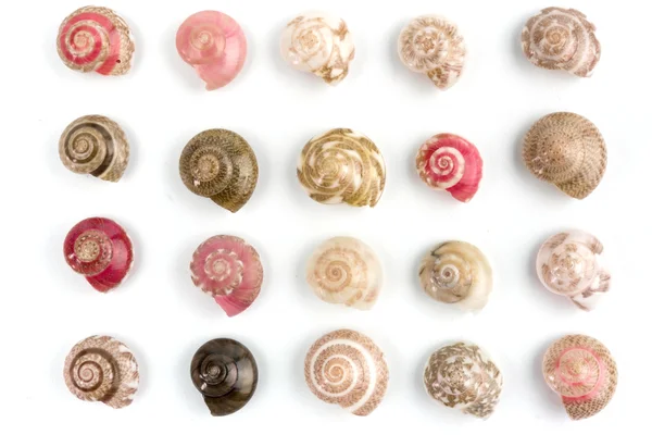 Seashells, white background — Stock Photo, Image