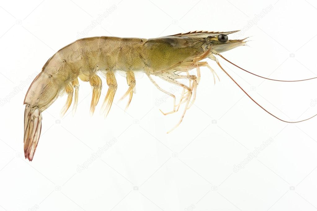 fresh Raw shrimp isolated 