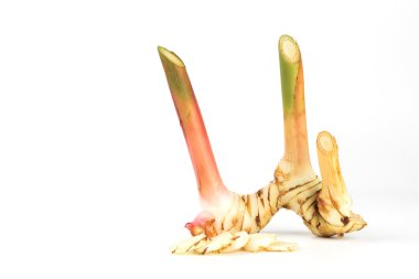 Taze havlıcan izole madde