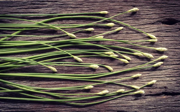 Kuicheai Folhas vegetais Tailândia — Fotografia de Stock