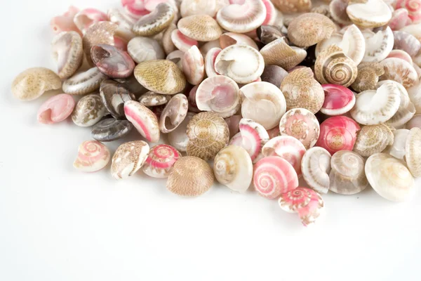 貝殻、白背景 — ストック写真