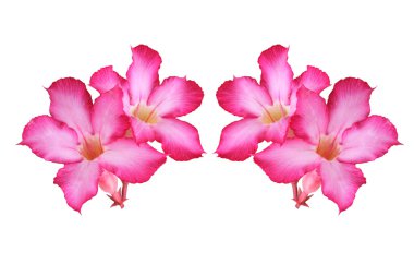 beyaz zemin üzerinde çöl gülü