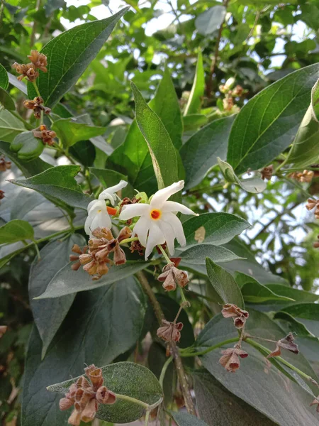 Nyctanthes Arbortristis Lub Kwiat Liść Drzewa Parijat — Zdjęcie stockowe