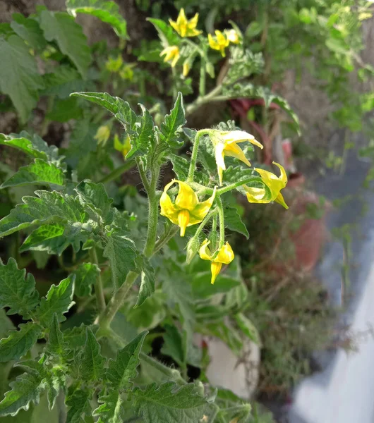 Domatesler Bitki Çiçek Açan Arka Plan — Stok fotoğraf