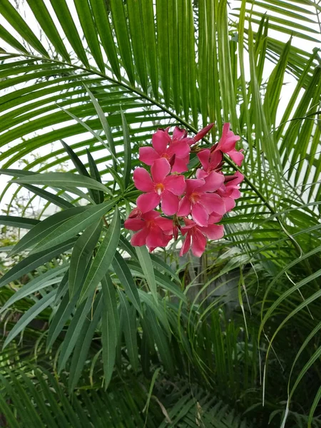 Nerium Oleander Flor Hojas —  Fotos de Stock