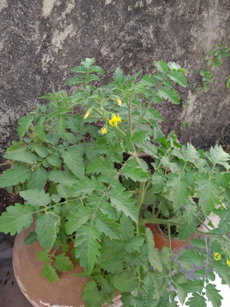 トマトと黄色の花が咲く — ストック写真