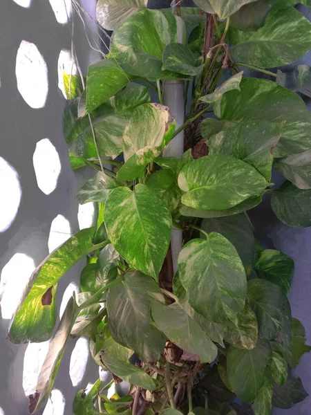 lucky Devils ivy plant or air puryfing money plant caring