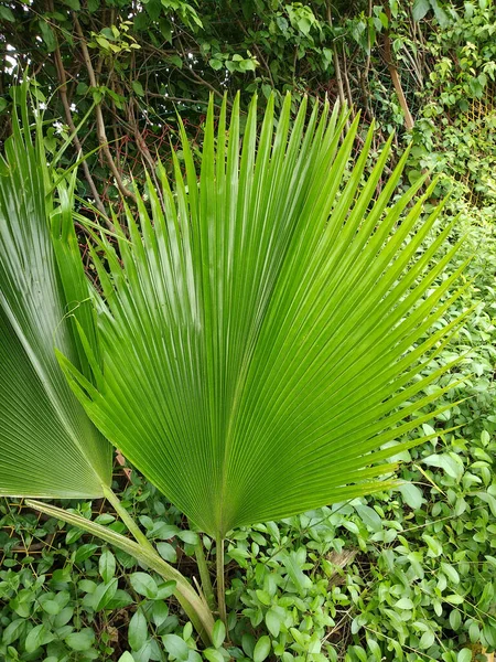 Licuala Grandis Yaprağı Bitki — Stok fotoğraf