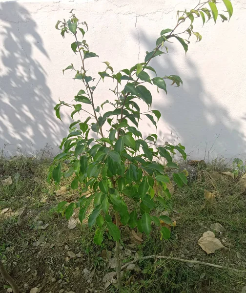 Ficus Benjamina Planta Aire Libre Jardín — Foto de Stock