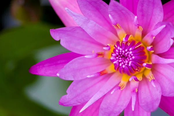 Lotus Wasser Blume Hintergrund — Stockfoto