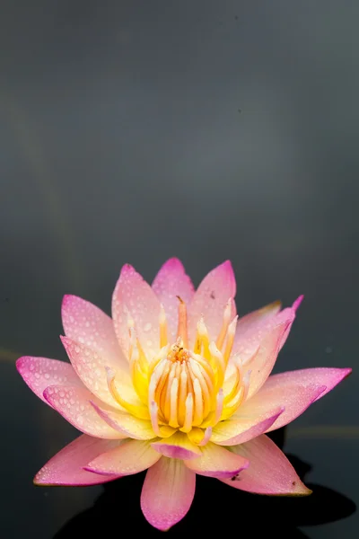 Lotus blomma vatten bakgrund — Stockfoto