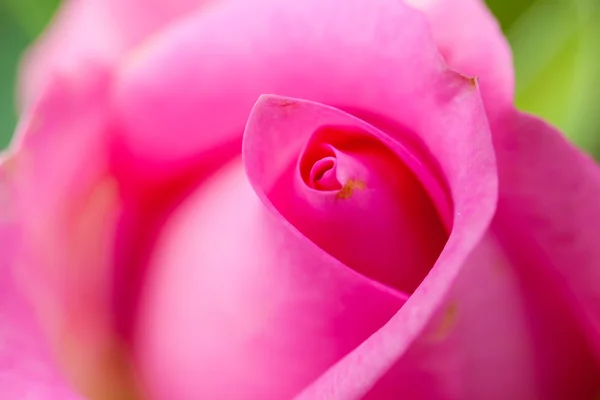 Vacker närbild rosa blomma bakgrund — Stockfoto