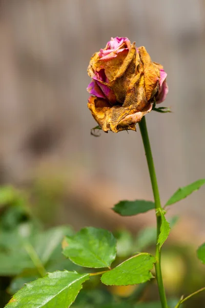 Enda vissnat rosa blomma för bakgrund — Stockfoto