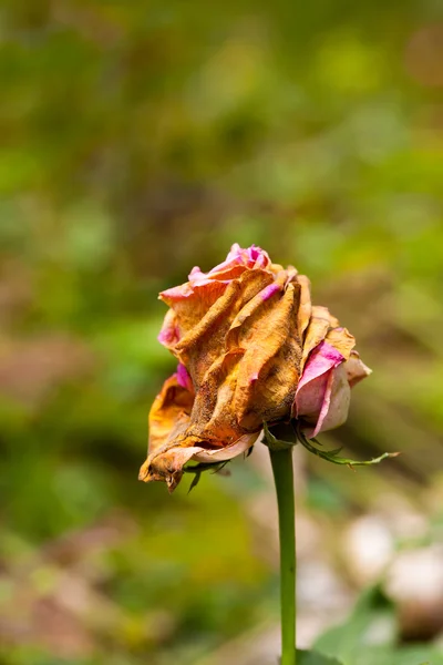 Ενιαίο μαραμένα ροζ λουλούδι για φόντο — Φωτογραφία Αρχείου