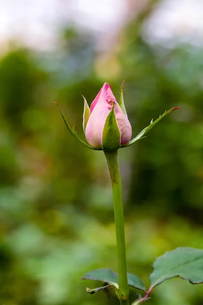 Enda rosa blomma för bakgrund — Stockfoto