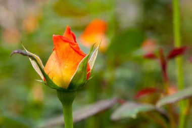 Güzel çiçek blossom arka plan için önce