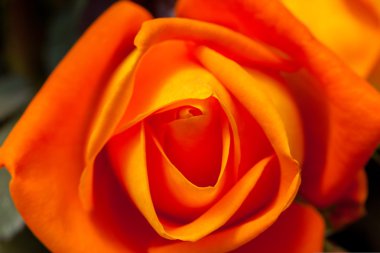 Portakal çiçeği arka plan güzel yakından