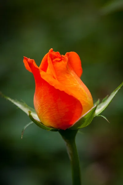 Vacker närbild Orange blomma bakgrund — Stockfoto